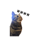 上出家の猫's（個別スタンプ：16）