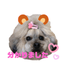 トイプードルのゆずとすずめ5（個別スタンプ：1）
