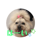 トイプードルのゆずとすずめ5（個別スタンプ：2）