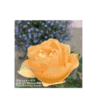 薔薇好きpotスタンプ2（個別スタンプ：10）
