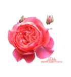 薔薇好きpotスタンプ2（個別スタンプ：12）