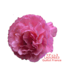 薔薇好きpotスタンプ2（個別スタンプ：14）