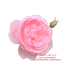 薔薇好きpotスタンプ2（個別スタンプ：20）