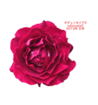 薔薇好きpotスタンプ2（個別スタンプ：22）