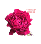 薔薇好きpotスタンプ2（個別スタンプ：23）