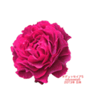 薔薇好きpotスタンプ2（個別スタンプ：24）