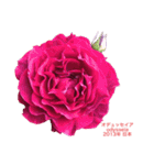 薔薇好きpotスタンプ2（個別スタンプ：27）