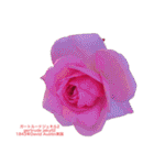 薔薇好きpotスタンプ2（個別スタンプ：30）