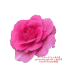 薔薇好きpotスタンプ2（個別スタンプ：31）