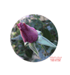 薔薇好きpotスタンプ2（個別スタンプ：37）