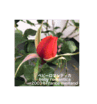 薔薇好きpotスタンプ2（個別スタンプ：39）