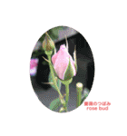 薔薇好きpotスタンプ2（個別スタンプ：40）