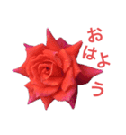 薔薇好きpotstamp（個別スタンプ：2）