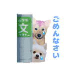 犬 癒し 写真 スタンプ 第2弾（個別スタンプ：32）