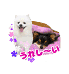 犬 癒し 写真 スタンプ 第2弾（個別スタンプ：33）