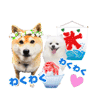 犬 癒し 写真 スタンプ 第2弾（個別スタンプ：36）