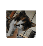 歴代猫（個別スタンプ：1）