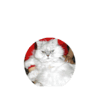 歴代猫（個別スタンプ：2）