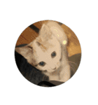 歴代猫（個別スタンプ：4）