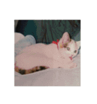 歴代猫（個別スタンプ：5）