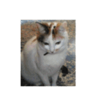 歴代猫（個別スタンプ：6）