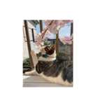 歴代猫（個別スタンプ：7）