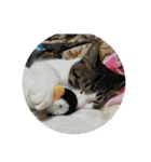 歴代猫（個別スタンプ：8）