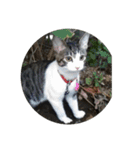 歴代猫（個別スタンプ：9）