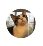歴代猫（個別スタンプ：10）