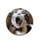 歴代猫（個別スタンプ：11）