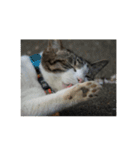 歴代猫（個別スタンプ：12）