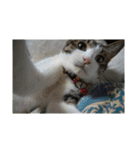 歴代猫（個別スタンプ：13）