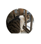 歴代猫（個別スタンプ：14）