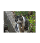 歴代猫（個別スタンプ：17）