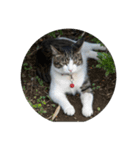 歴代猫（個別スタンプ：18）
