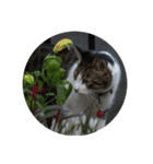 歴代猫（個別スタンプ：19）