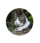 歴代猫（個別スタンプ：20）