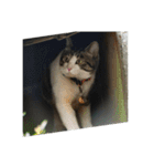 歴代猫（個別スタンプ：21）