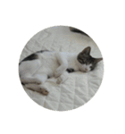 歴代猫（個別スタンプ：22）