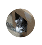 歴代猫（個別スタンプ：24）