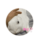 ぴょんちゃんの日常003（個別スタンプ：3）