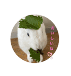 ぴょんちゃんの日常003（個別スタンプ：8）