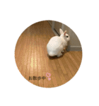 ぴょんちゃんの日常003（個別スタンプ：12）