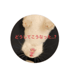 ぴょんちゃんの日常003（個別スタンプ：16）
