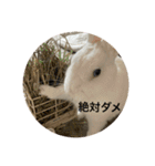 ぴょんちゃんの日常003（個別スタンプ：17）