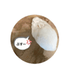 ぴょんちゃんの日常003（個別スタンプ：20）
