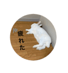 ぴょんちゃんの日常003（個別スタンプ：28）