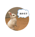 ぴょんちゃんの日常003（個別スタンプ：30）