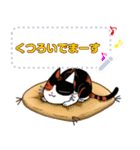 猫のミューちゃんです。（個別スタンプ：16）