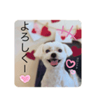 てりぃスタンプ〜可愛いマルチーズ〜（個別スタンプ：3）